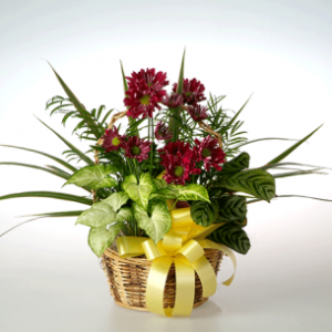 Plants/Planters