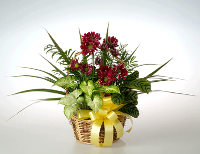 Plants/Planters