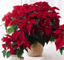Poinsettia Plants