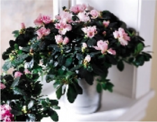 Azalea Plant