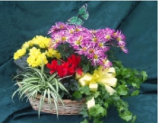 Blooming Delights