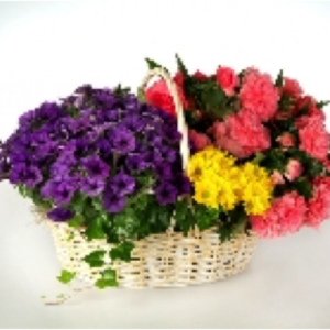 Blooming Spring Garden