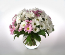 Crazy for Daisies