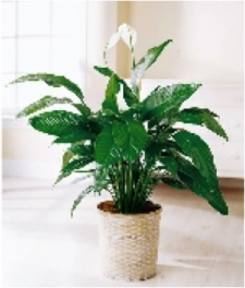 Peace Lily