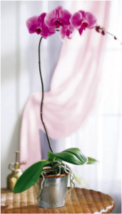 Phalaenopsis