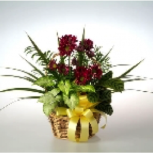 Sunrise Planter
