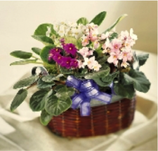 Violet Basket