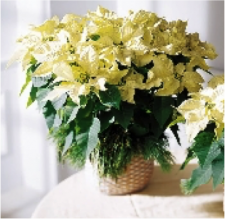 White Poinsettia