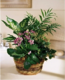 Wicker Planter